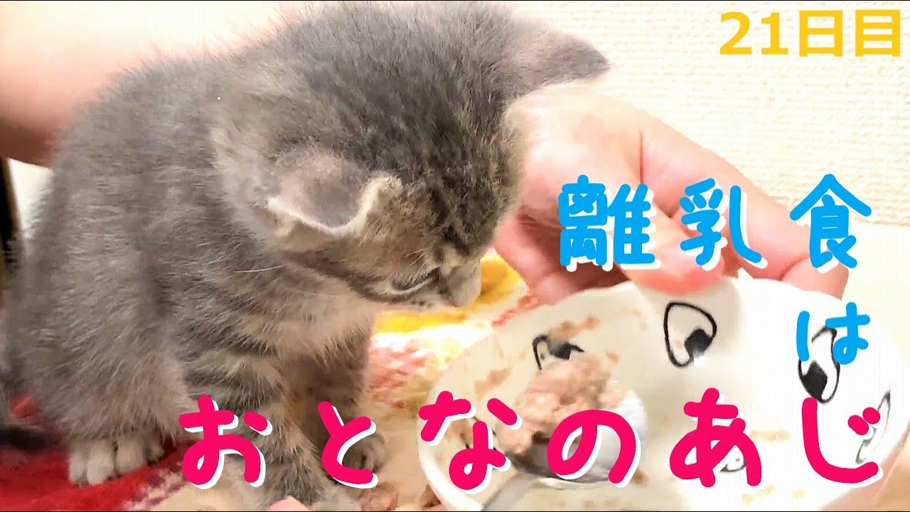 【保護猫】初めての離乳食を食べる子猫～ミルク絶対主義がごはんのおいしさに気付いた瞬間【生後34日】Kitten eating first baby food