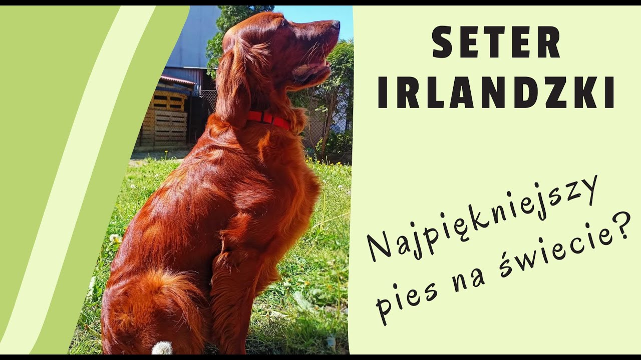 Seter Irlandzki - wygląd i pielęgnacja na przykładzie Brendy #3