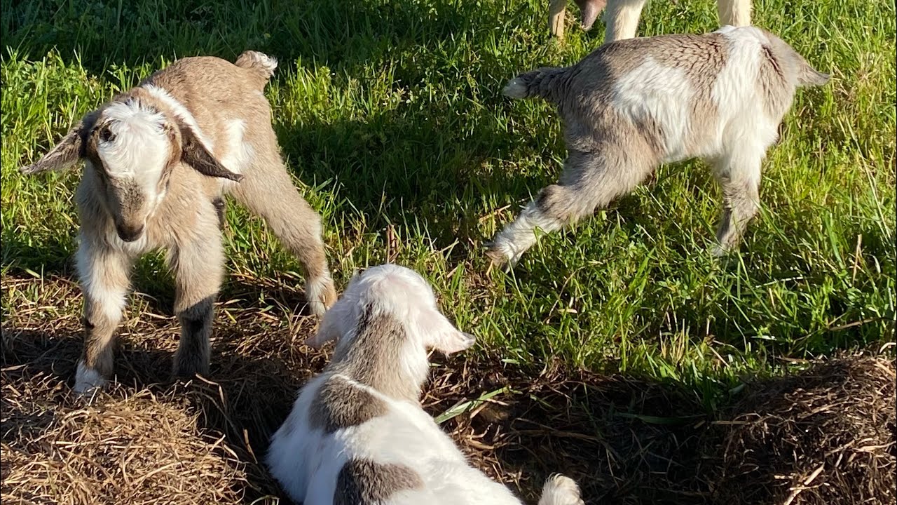 New Beginnings At Nicholson Farms