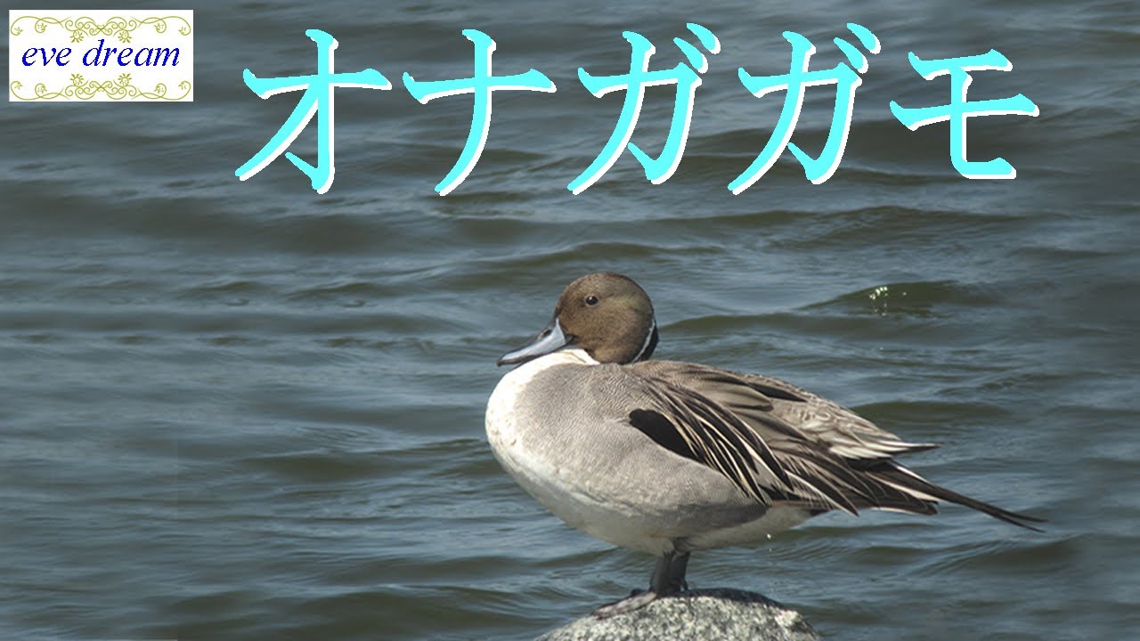 オナガガモ　冬鳥　４K