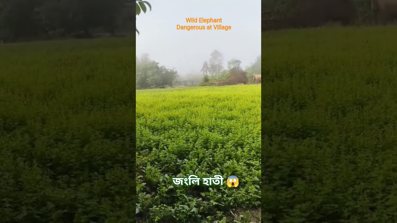 Jungli Hati at Village l Wild Elephants entered Village at Lankal The Gram View