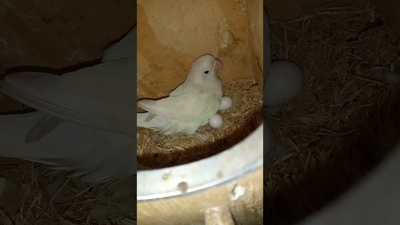 albino love birds breeding 🥚🥚🐣🐣 #lovebirds #breeding