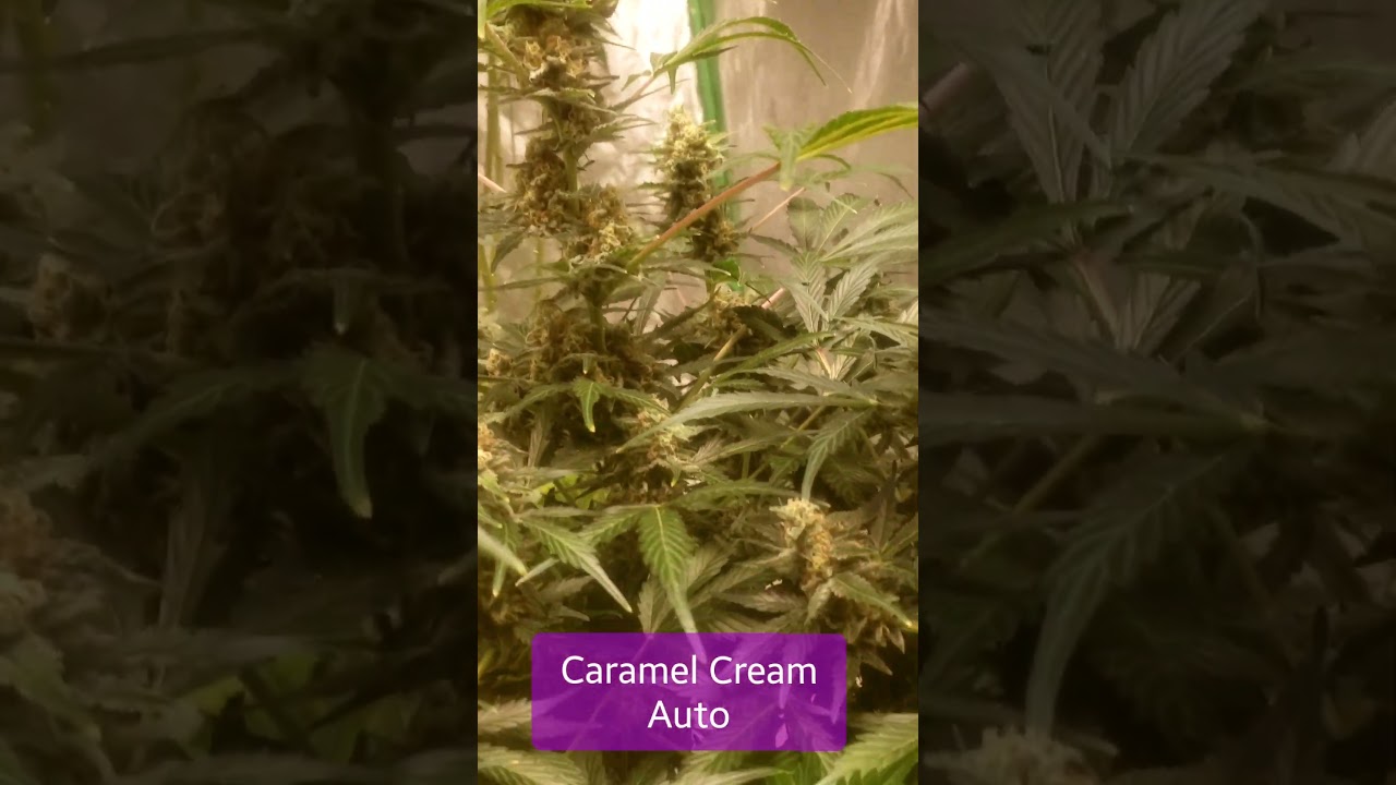 2x Caramel Cream Auto, damn near done. 3rd run ever