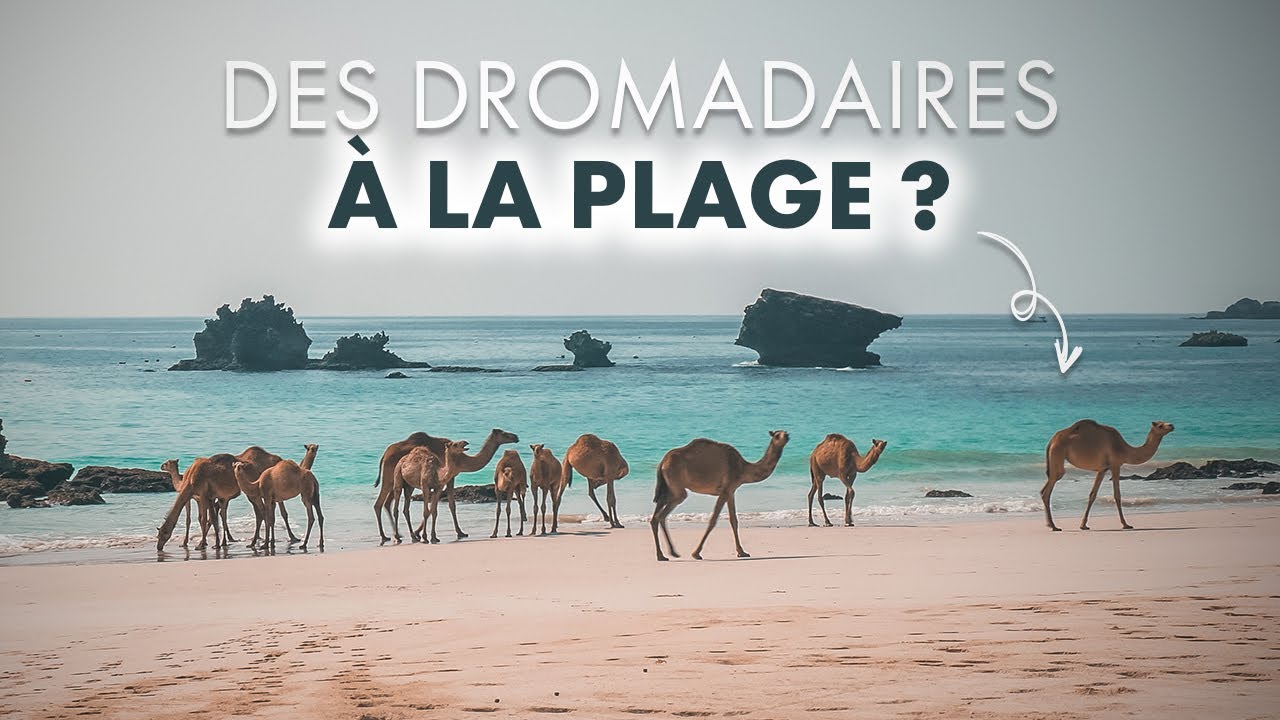 Salalah, les TROPIQUES à Oman | Ep.3 Oman