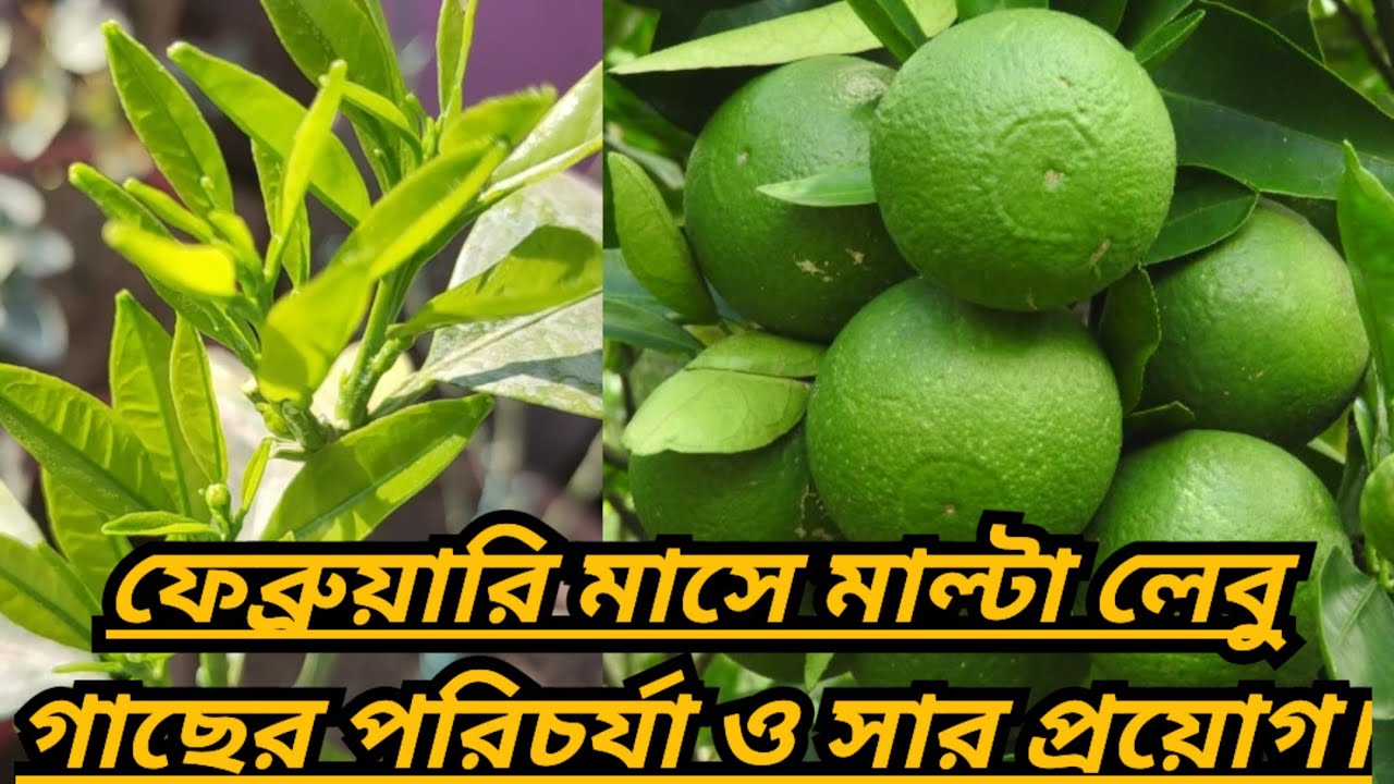 ফেব্রুয়ারি মাসে মাল্টা লেবু গাছের পরিচর্যা ও সার প্রয়োগ।Malta lemon tree fertilization in February