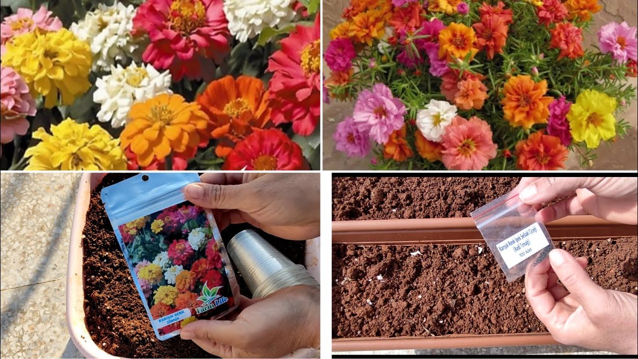 Zinnia - Kirlihanım Çiçeği ve İpek -Şellaki Çiçeği Tohumu Nasıl Ekilir Kendi Fidemizi Yetiştiriyoruz