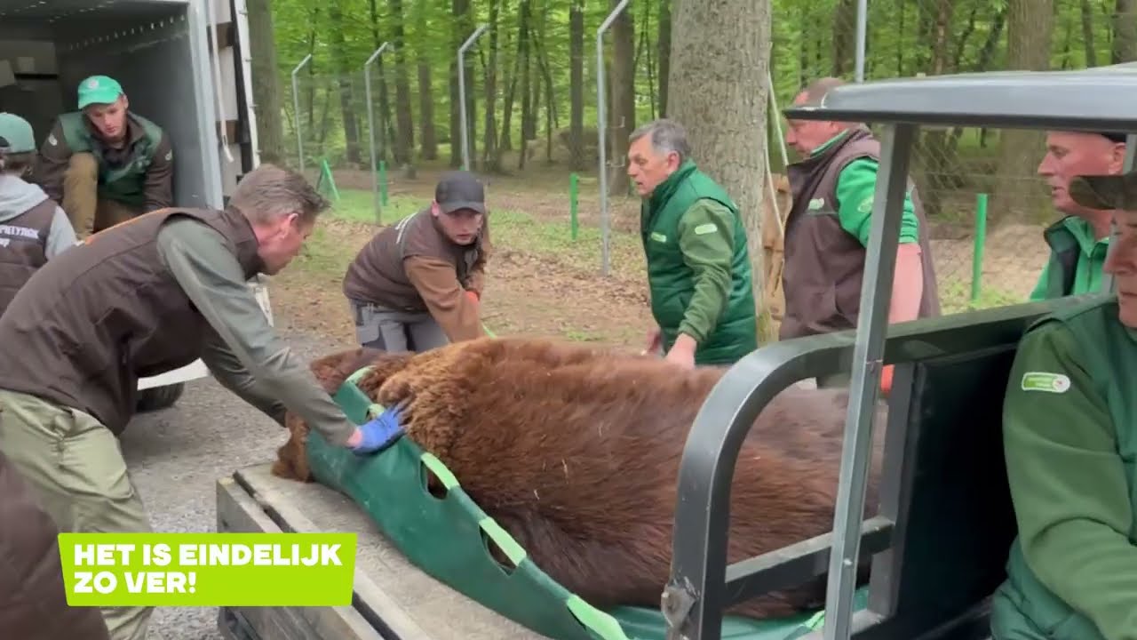 Bruine beren Roza en Taras gered uit Oekraïne