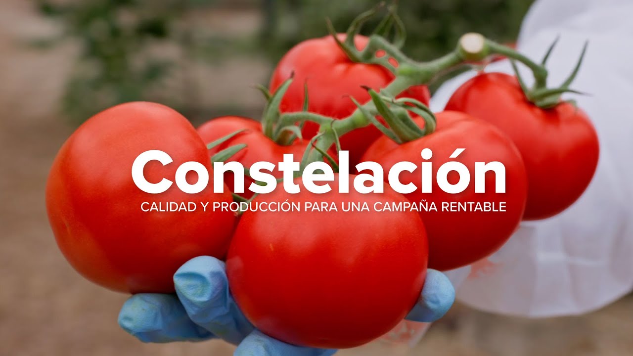 Constelación, tomate rama 