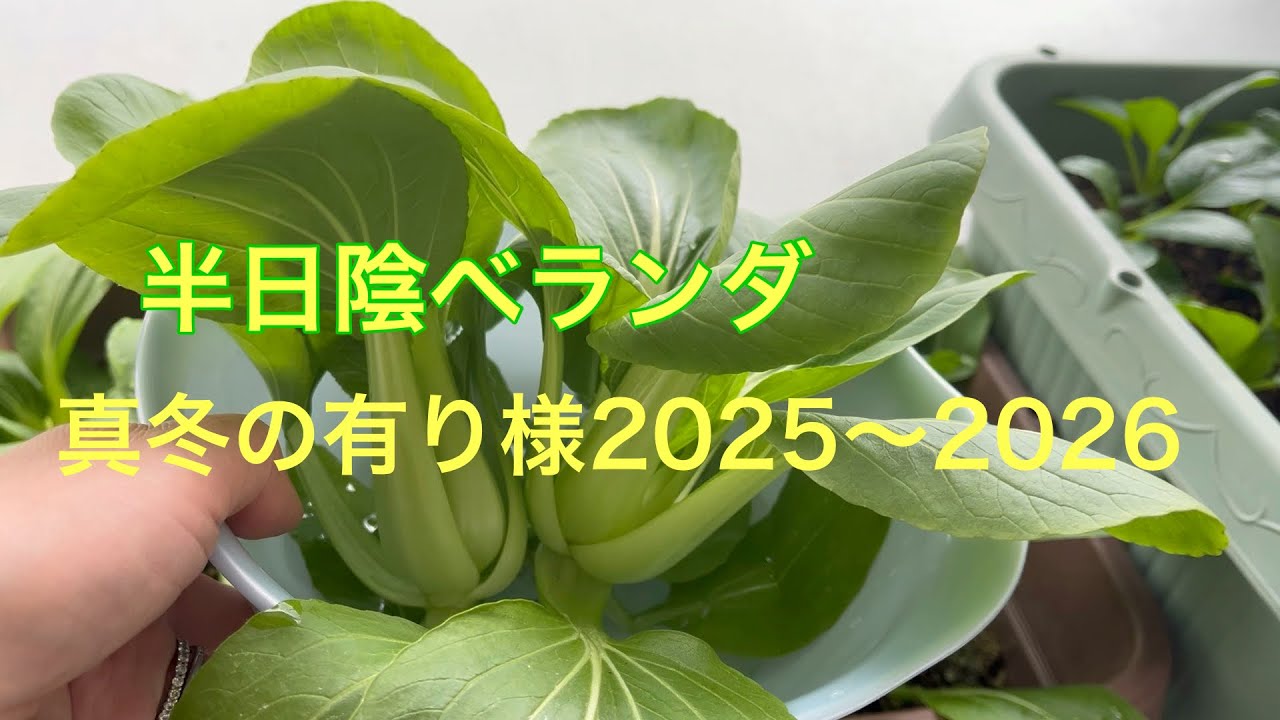 真冬のベランダ菜園