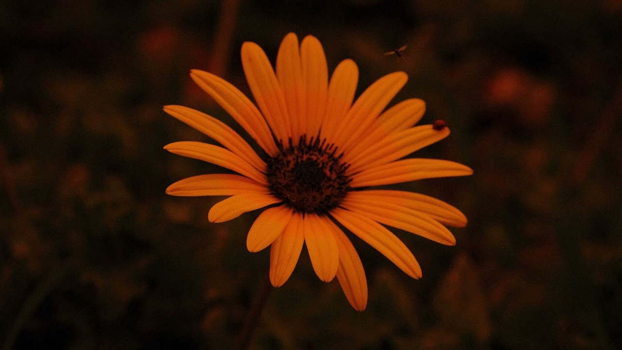 [FREE FOR PROFIT] Phoebe Bridgers + Bon Iver + Folk type beat 