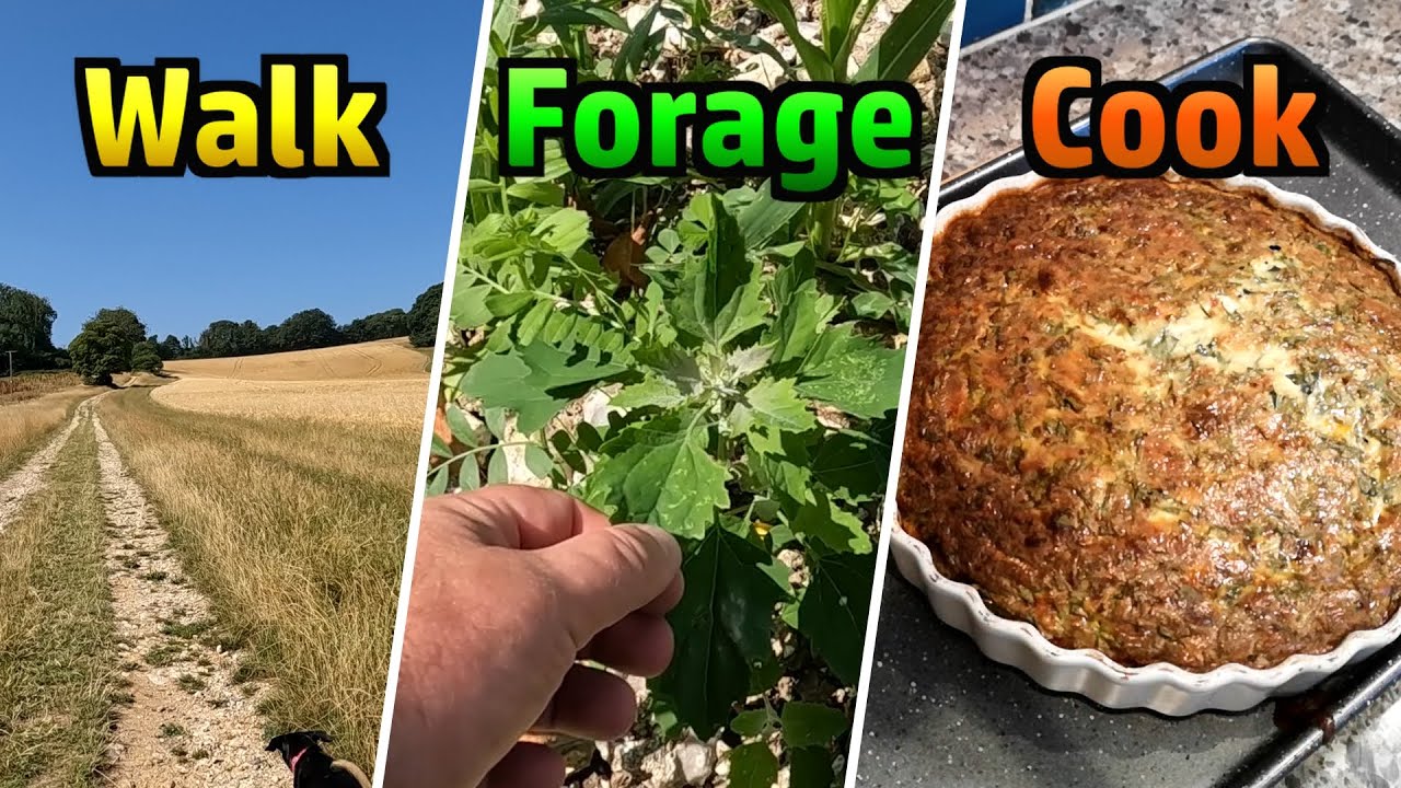 Walk: Up Cerne; Forage: Goosefoot; Cook: Crustless Quiche