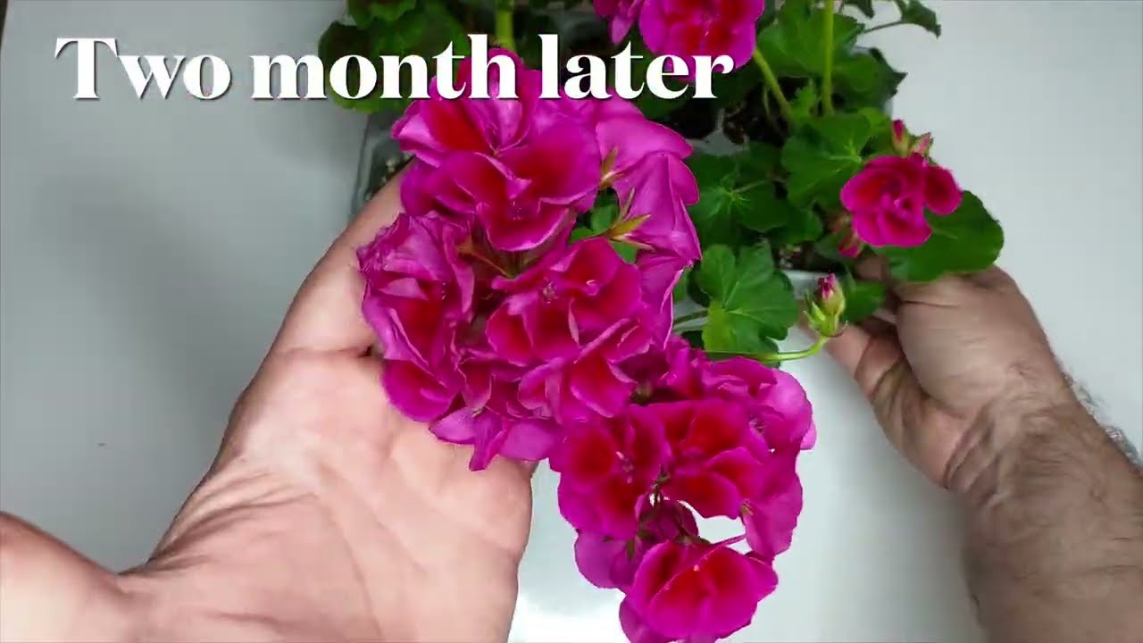 Pelargonium transformation. Results after two months. 4K