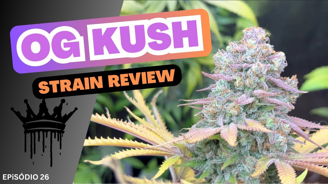OG Kush - CANNABIS Strain REVIEW (Portugu&ecirc;s)