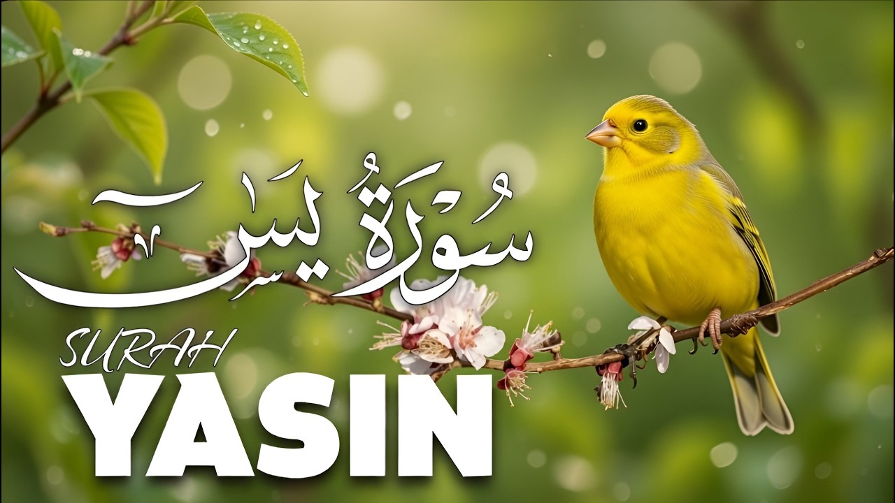 Surah Yasin (Yaseen) for Healing | Relieve Stress, Depression & Anxiety | سورة يس | Mansour Ali