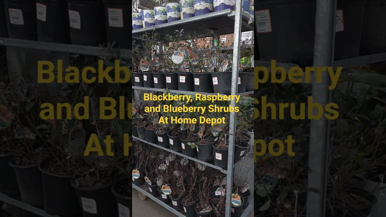 Blackberry, Raspberry and Blueberry Plants Available at Home Depot 