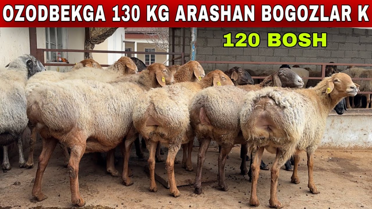 OZODBEKGA DAXSHAT ARASHAN BOGOZ SOVLIQLAR KELIBDIKU