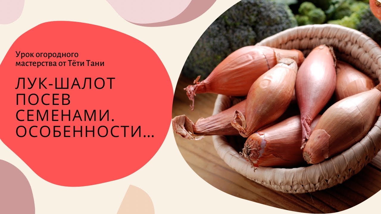 Шалот. Посев семенами. Особенности.