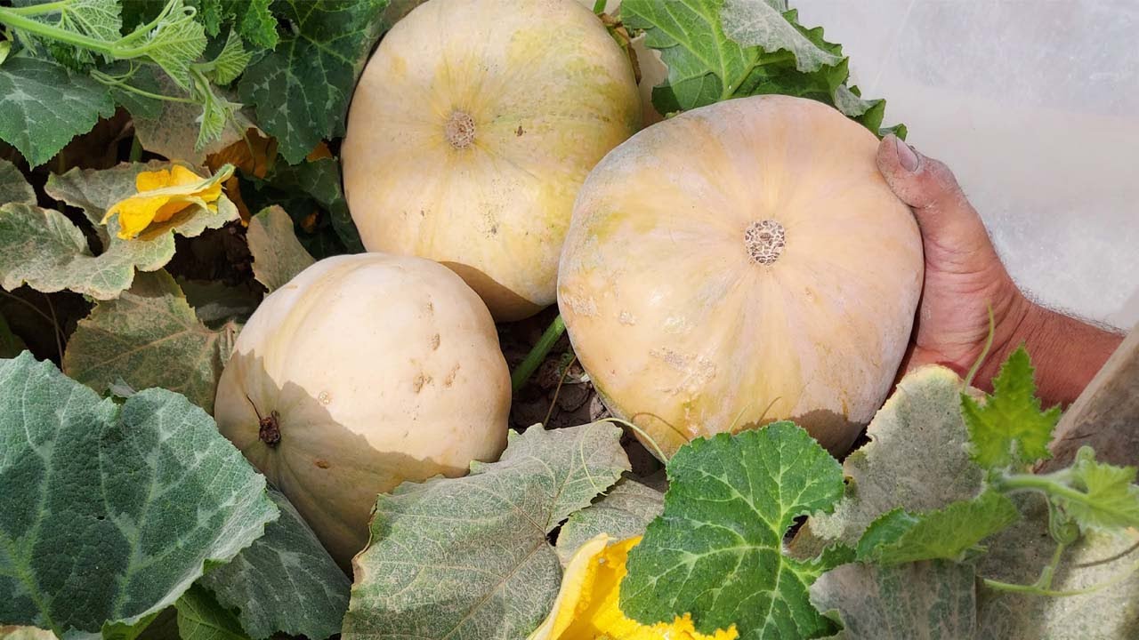 طريقة تلقيح اليقطين يدويا مع الحصاد , Cucurbita