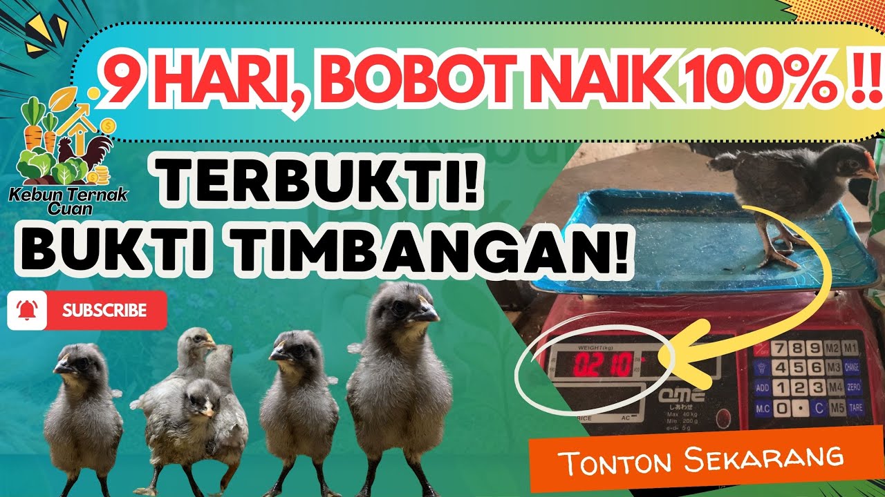 Rahasia Bobot 100% Naik dalam 9 Hari atau 1 minggu! Review doc Ayam Kuntara 4 & Bukti di Timbang