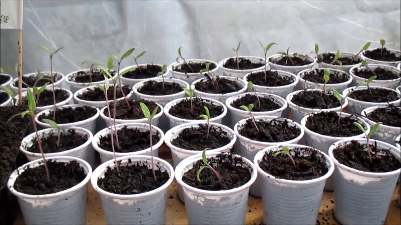 TRAPIANTIAMO I POMODORI