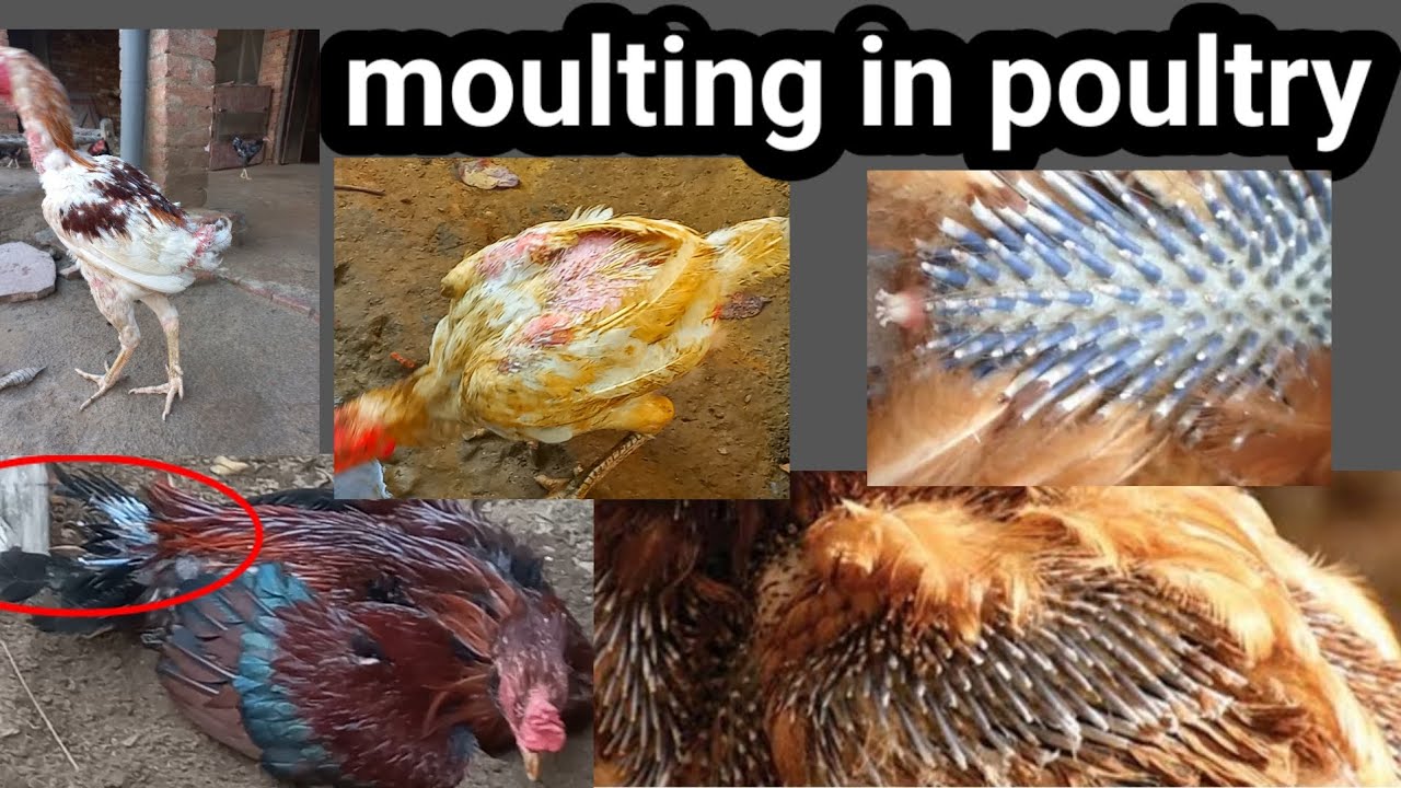 Moulting Process Moulting in Birds | Why Do Birds Lose Their Feathers || #Aseelmurgake
