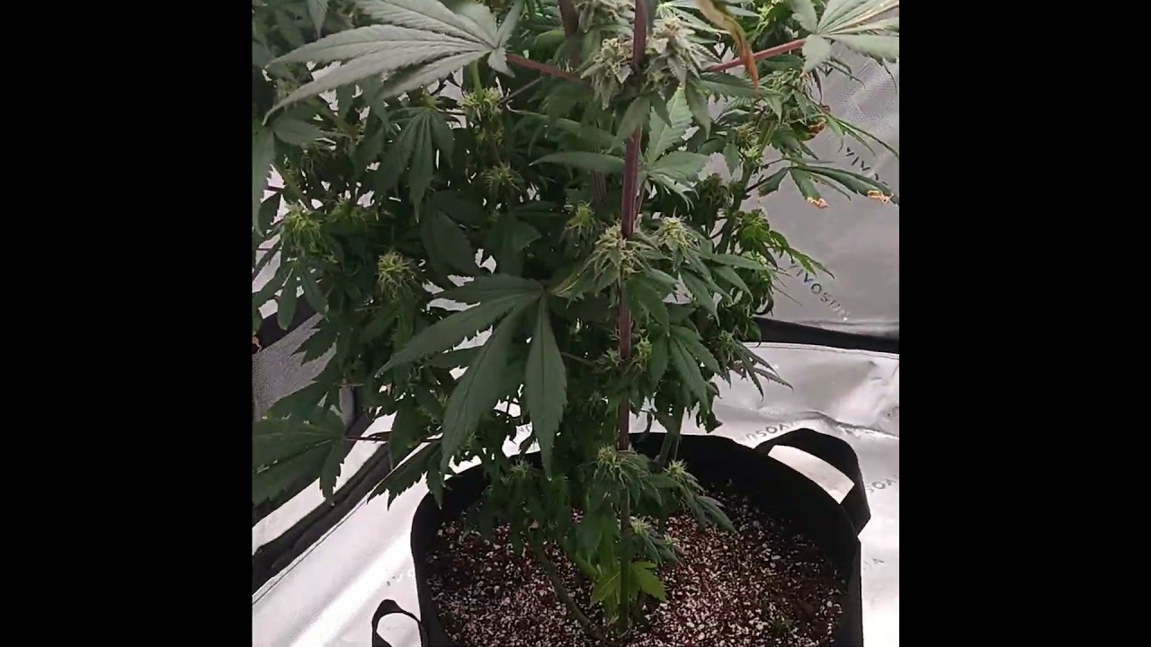took off a ton of leaves. Day 52 flower.