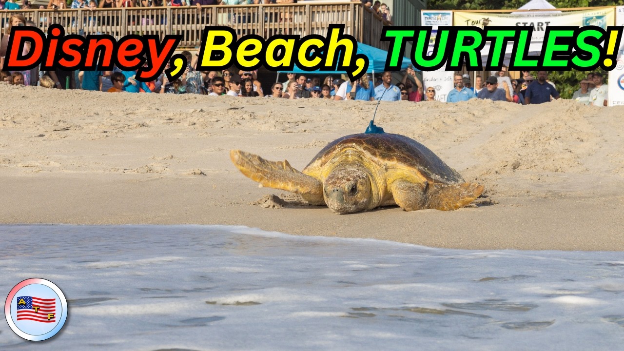Disney's Vero Beach Resort Sea Turtles at Tour de Turtle 2024 | Travel Video