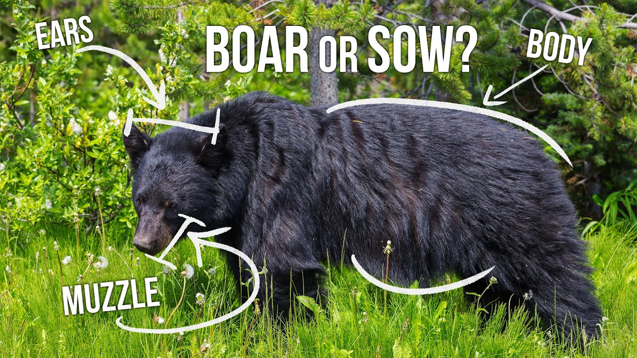 How to Field Judge a Black Bear | Tips from Randy Newberg