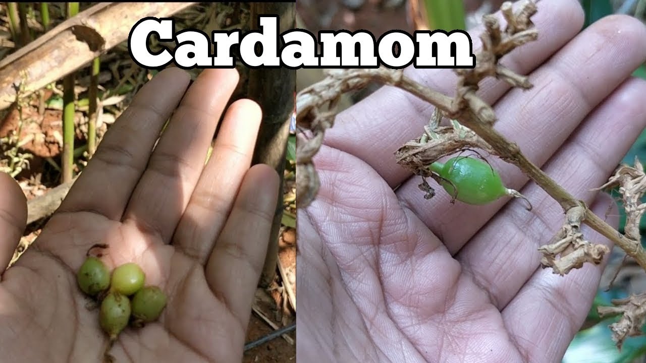Cardamom/ इलायची उगाने का सही तरीका।DO NOT GROW CARDAMOM LIKE THIS