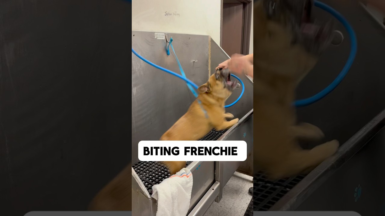The Biting Bulldog 