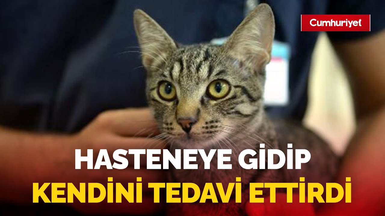 Diyaframı yırtılan kedi, hastaneye gidip ameliyat oldu; İşte o anlar...
