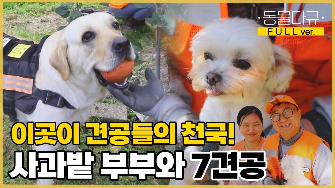 [풀버전] “노견인데.. 자연과 함께 살게 하고 싶었어요” 이곳이 개들한테 천국이다! 사과밭 부부와 7견공🐶❣️ | 동물극장 단짝 EP41 | KBS 221203 방송