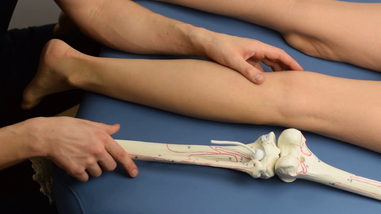 BRZUCHATY ŁYDKI | Marcin Wytrążek | ANATOMIA PALPACYJNA