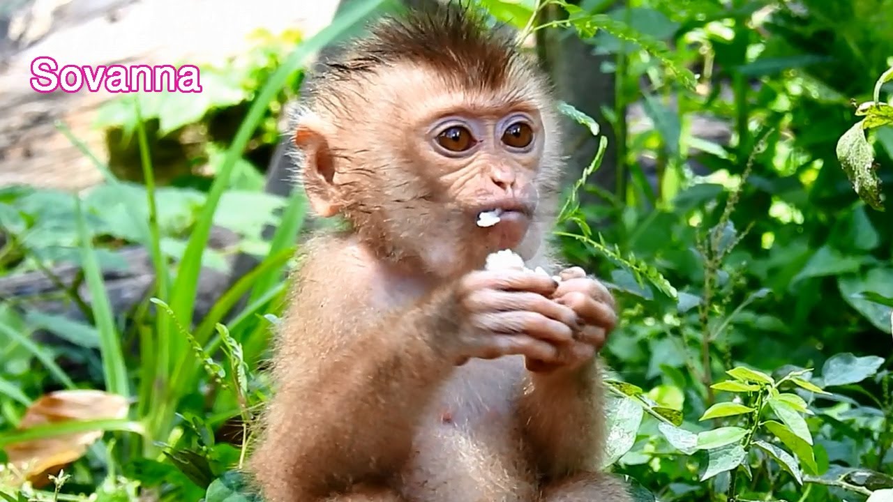 Oh! Tiny Adorable Baby Monkey SOVANNA, She Looks Very Pretty Smart & Brave