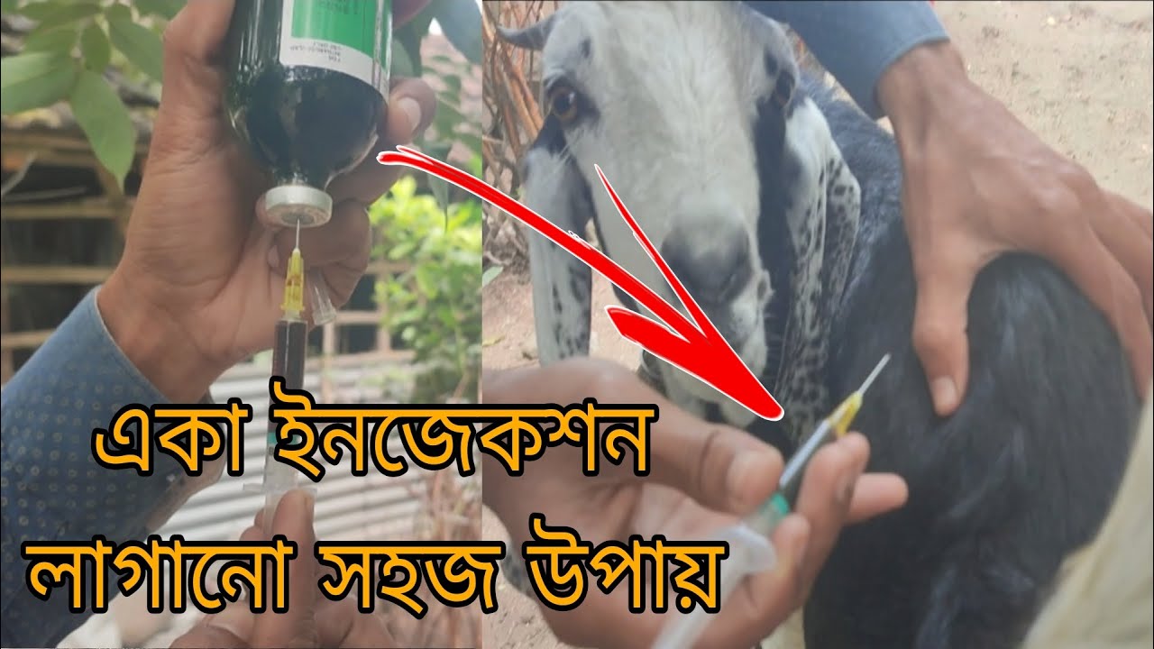 ছাগলকে ইনজেকশন কিভাবে লাগানো হয় | প্রেক্টিকেল ট্রেনিং ভিডিও goat farm training |ছাগল পালন প্রশিক্ষণ