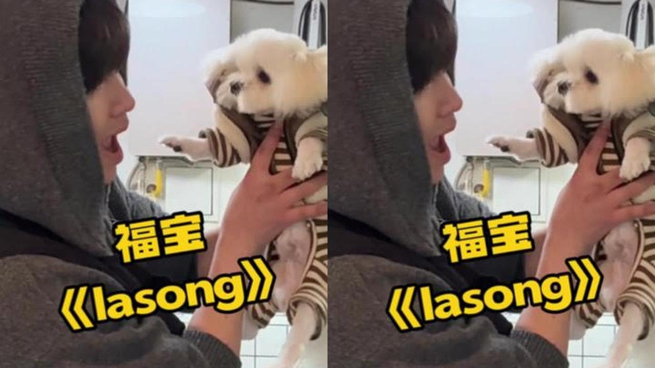 主人要求韩流洗护 #韩流热舞 #宠物洗护跳舞 #男模 #lasong #马尔济斯