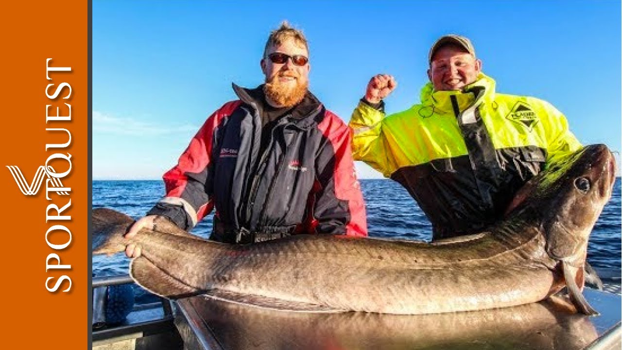 What Sea Fish Can I Catch In Norway? Come fish With Us At Vesteralen Norway 🇳🇴