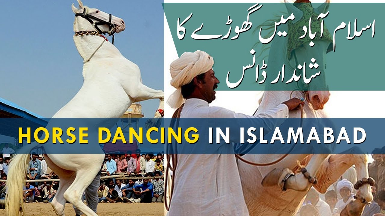 Horse Dancing in Islamabad | Shah Allah Dita | 2021 | Metrowatch News