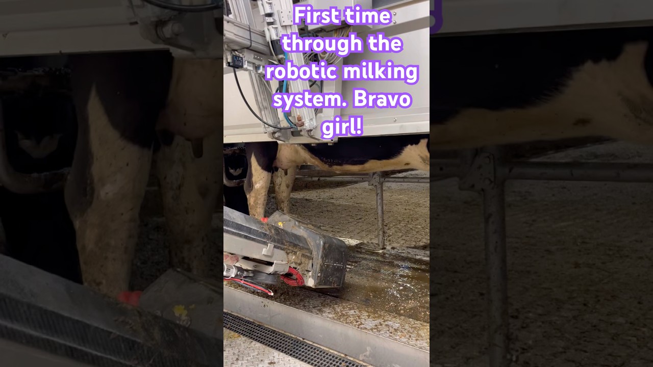 Lely Astronaut first time through.