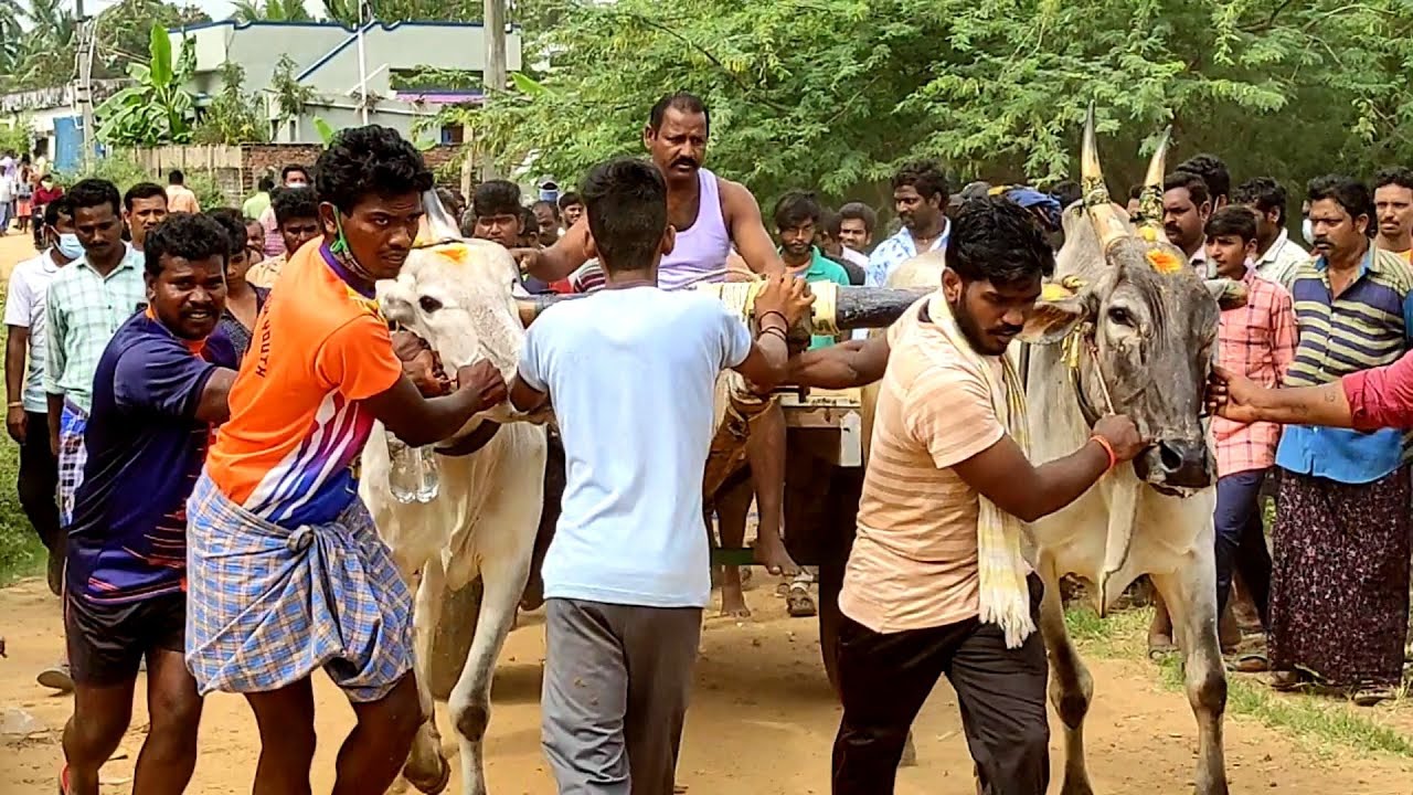 thalari sreenu bulls second prize winners  at mudivarthi oxes at mudivarthi ox race