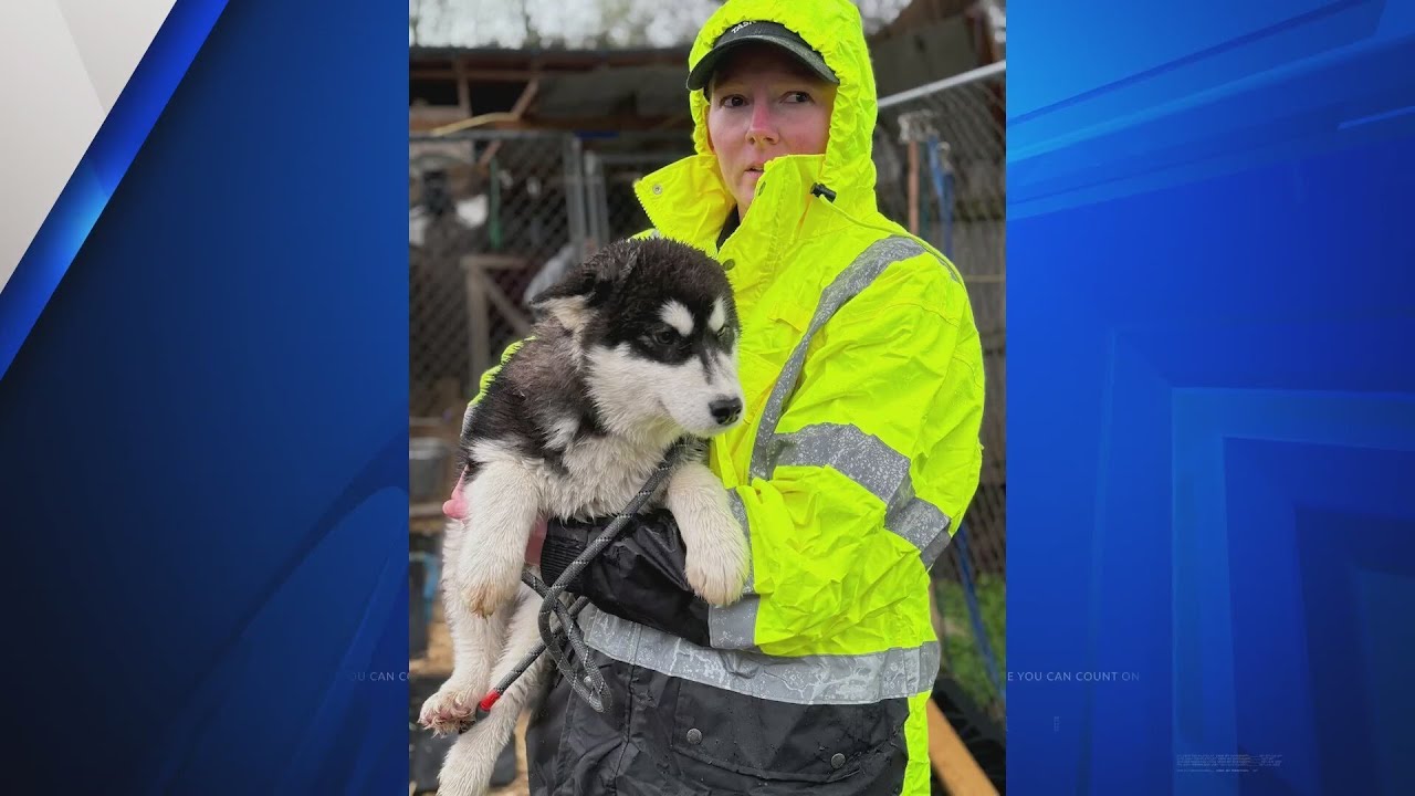 51 animals rescued from former licensed breeder