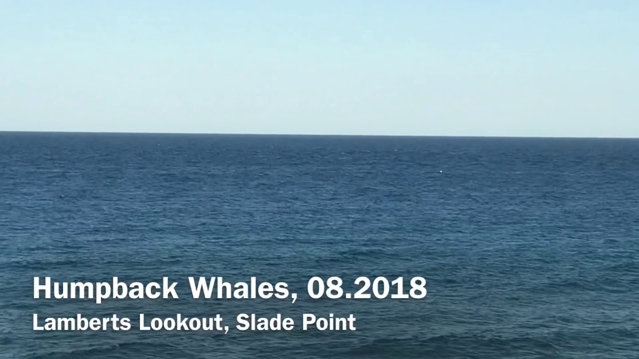 Whale Watching at Lamberts Lookout, Slade Point 2018