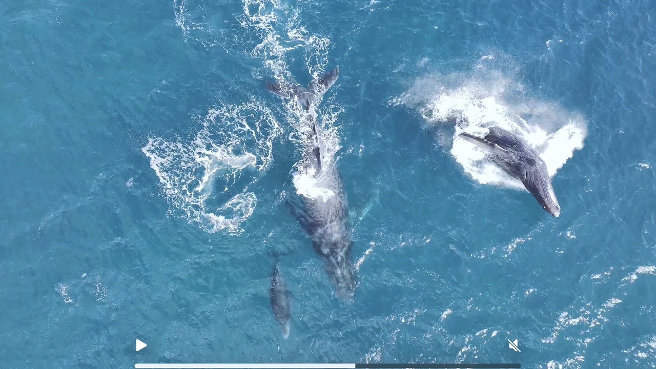Humpback Whales MAUI - Mom, Calf & Escort Playing - Breaches, Tail & Fin Slaps | Various Drone Shots