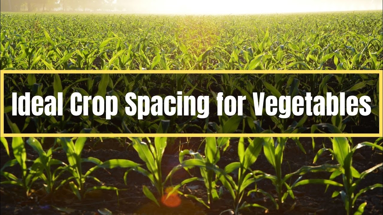 Ideal Crop Spacing for Vegetable Crops | Vegetable spacing - Agriculture and Technology