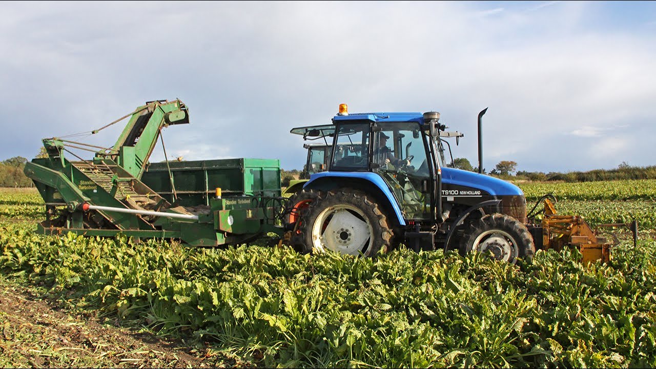 Уборка сахарной свеклы: New Holland TS100 с трёхрядным Standen Turbobeet и Claas Celtis 426