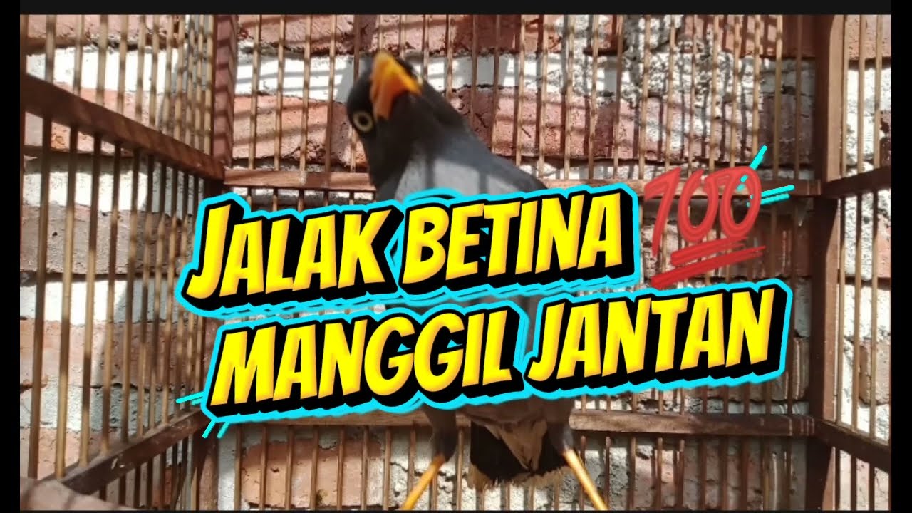 #jalak betina gacor manggil jantan 💯 nyaut