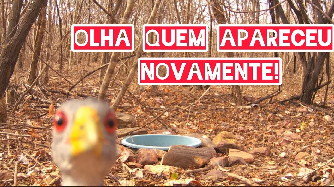 Depois que coloquei esse bebedouro, essas aves começaram a aparecer #avesdoceara 