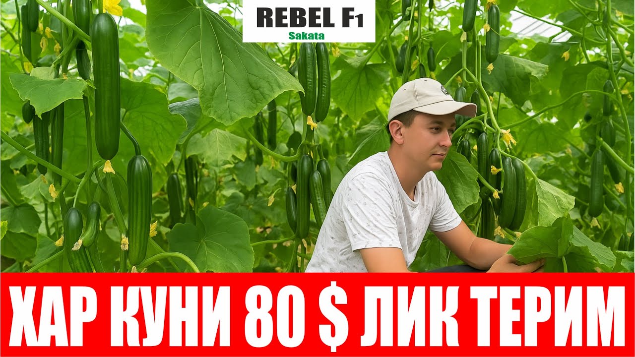 Ребел F1- 5 Сотихдан хар куни 80$ лик бодринг теряпмиз дейди Тожикистонлик деҳқон