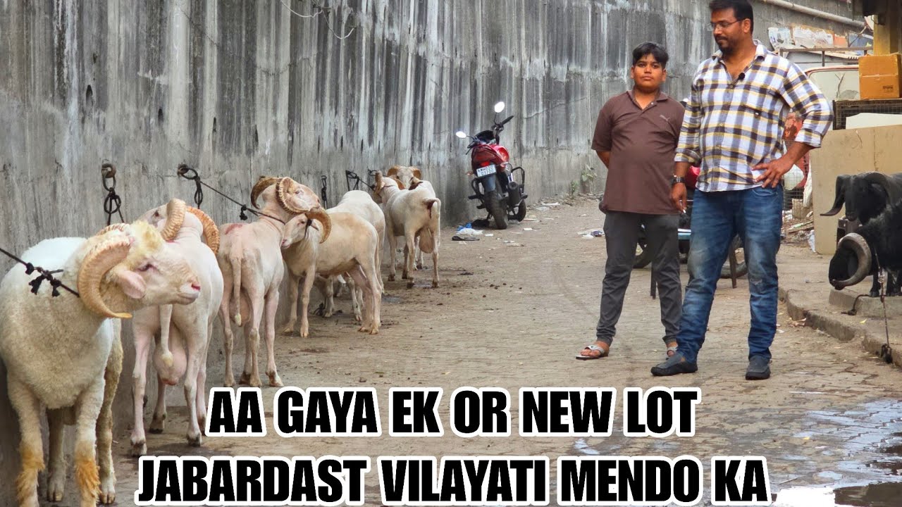 Top Notch Quality Vilayati Mando Lot Phir Aay Hai Fsn Animal Goat Farm Pe Nazil Bhai K Paas Kalyan