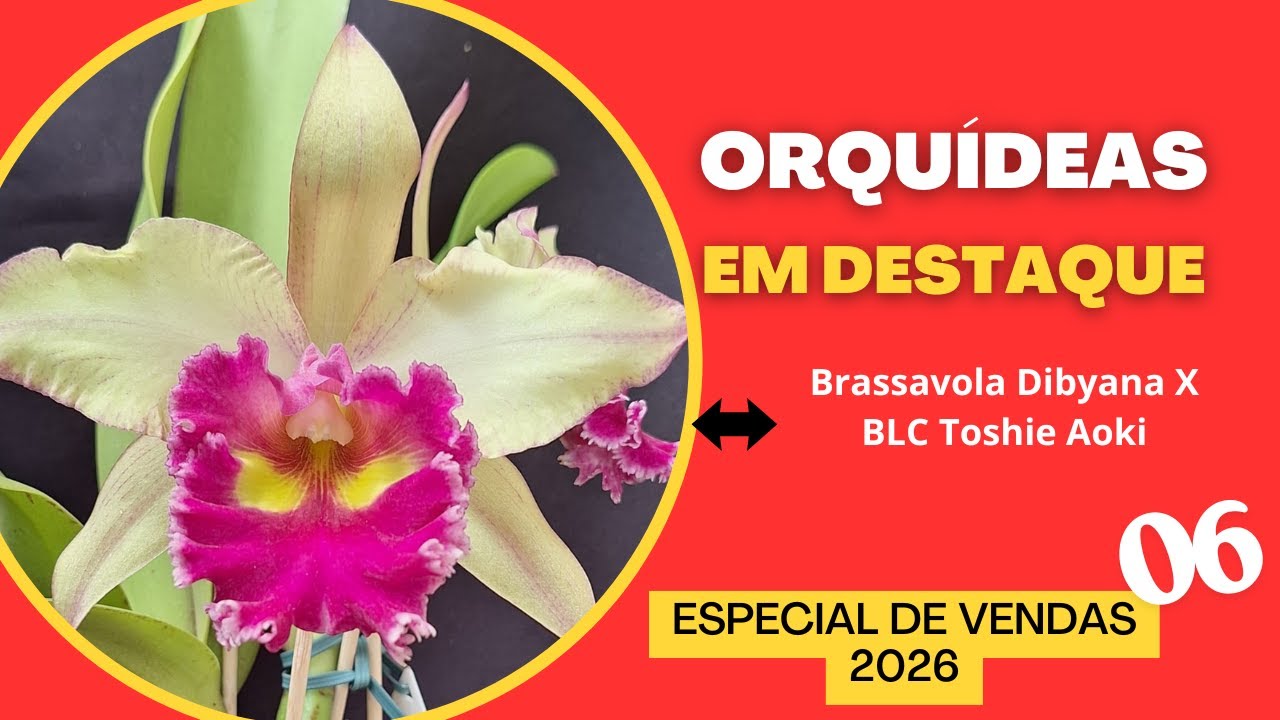 ORQUÍDEAS EM DESTAQUE - Especial de Vendas 06 - 2026 - BLC TOSHIE AOKI X BRASSAVOLA DIGYBIANA
